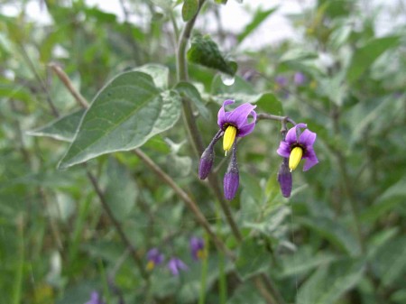 Morelle douce-amère (Solanum dulcamara)